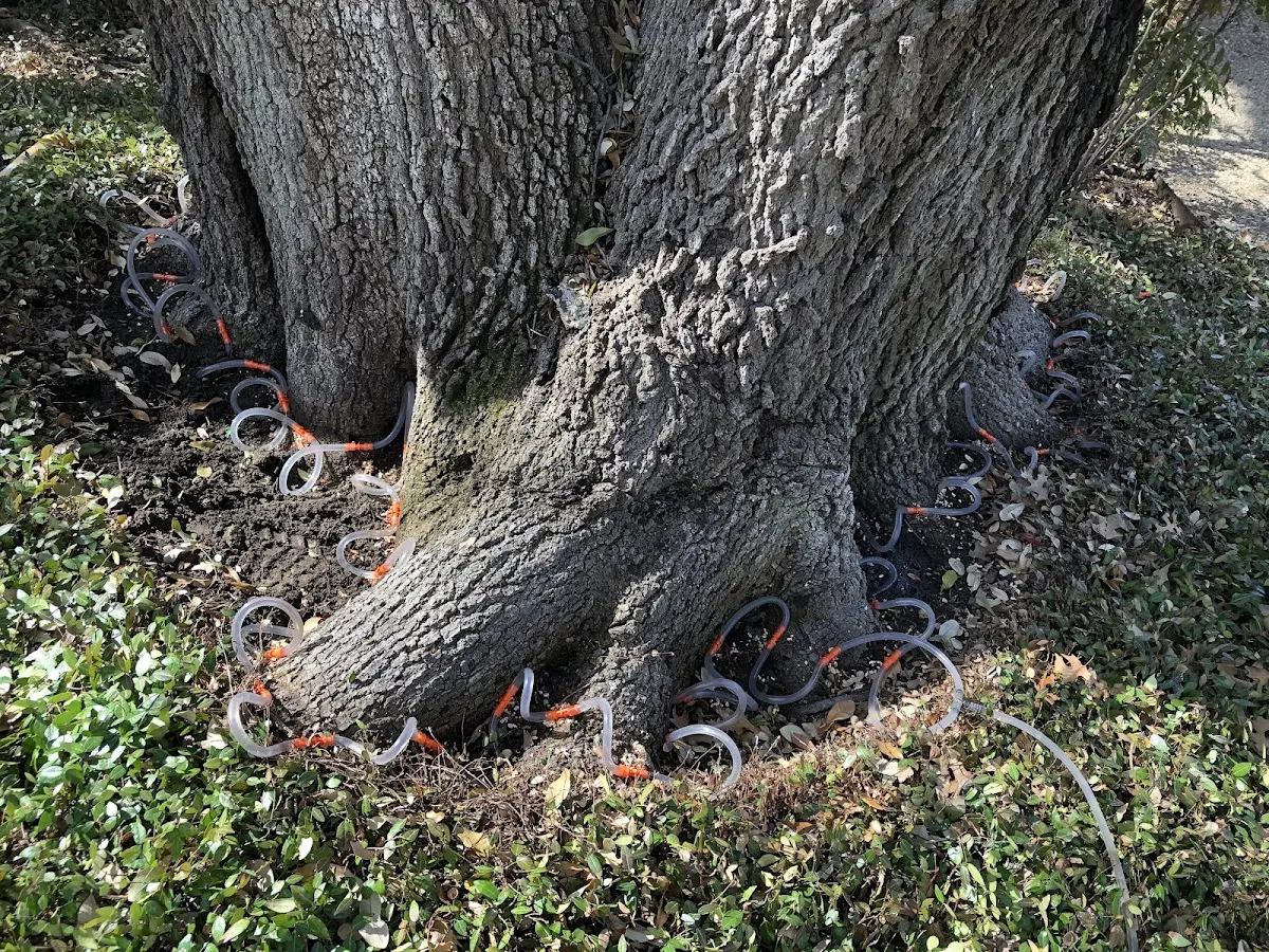 Detailed Tree Cabling and Bracing job site in Skaneateles
