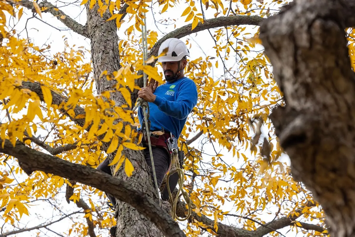 Skilled Tree Trimming crew working in Skaneateles